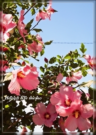 mdKuY4a_FMlWtlo1466139569_1466139668.jpg