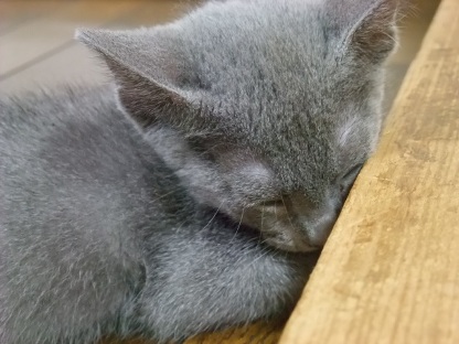 寝るニャ〜〜zzz